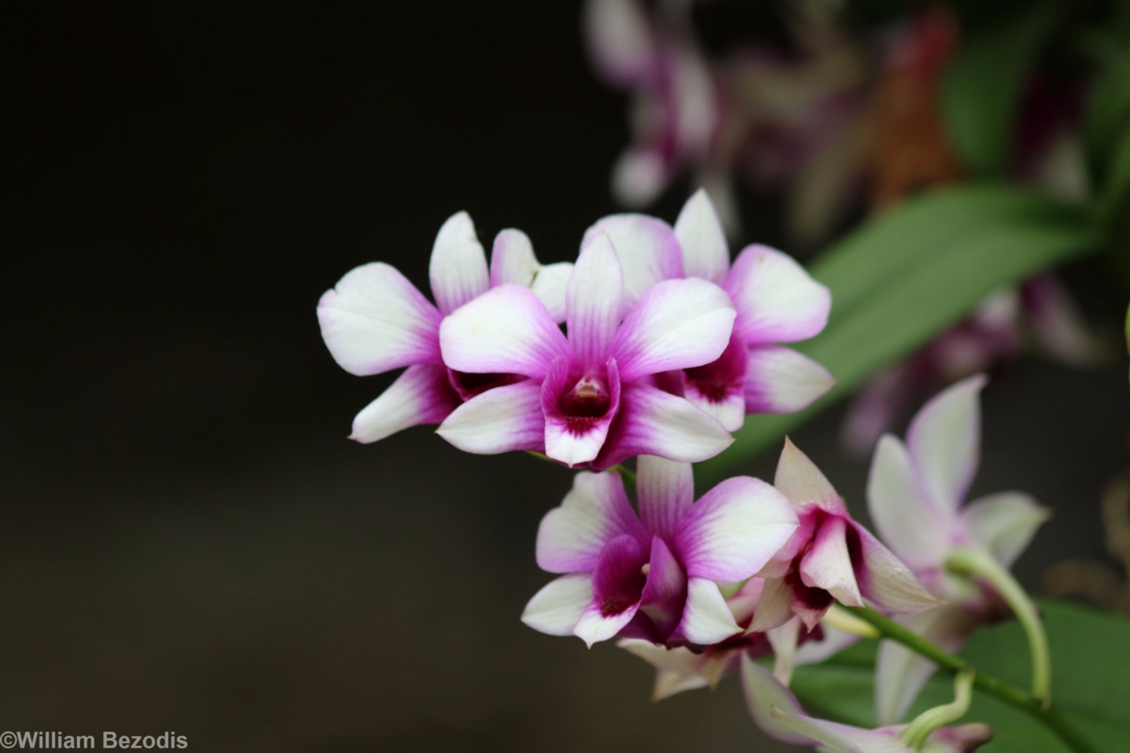 Orchid Species (not sure which?)