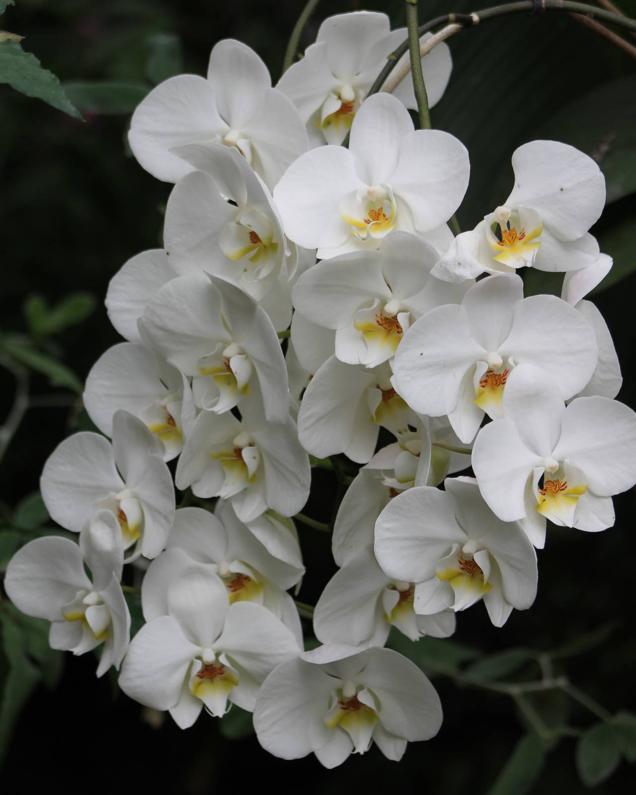 Orchid species
