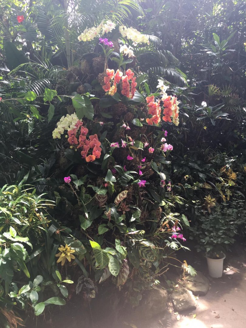 Orchids- Nagasaki Bio Park