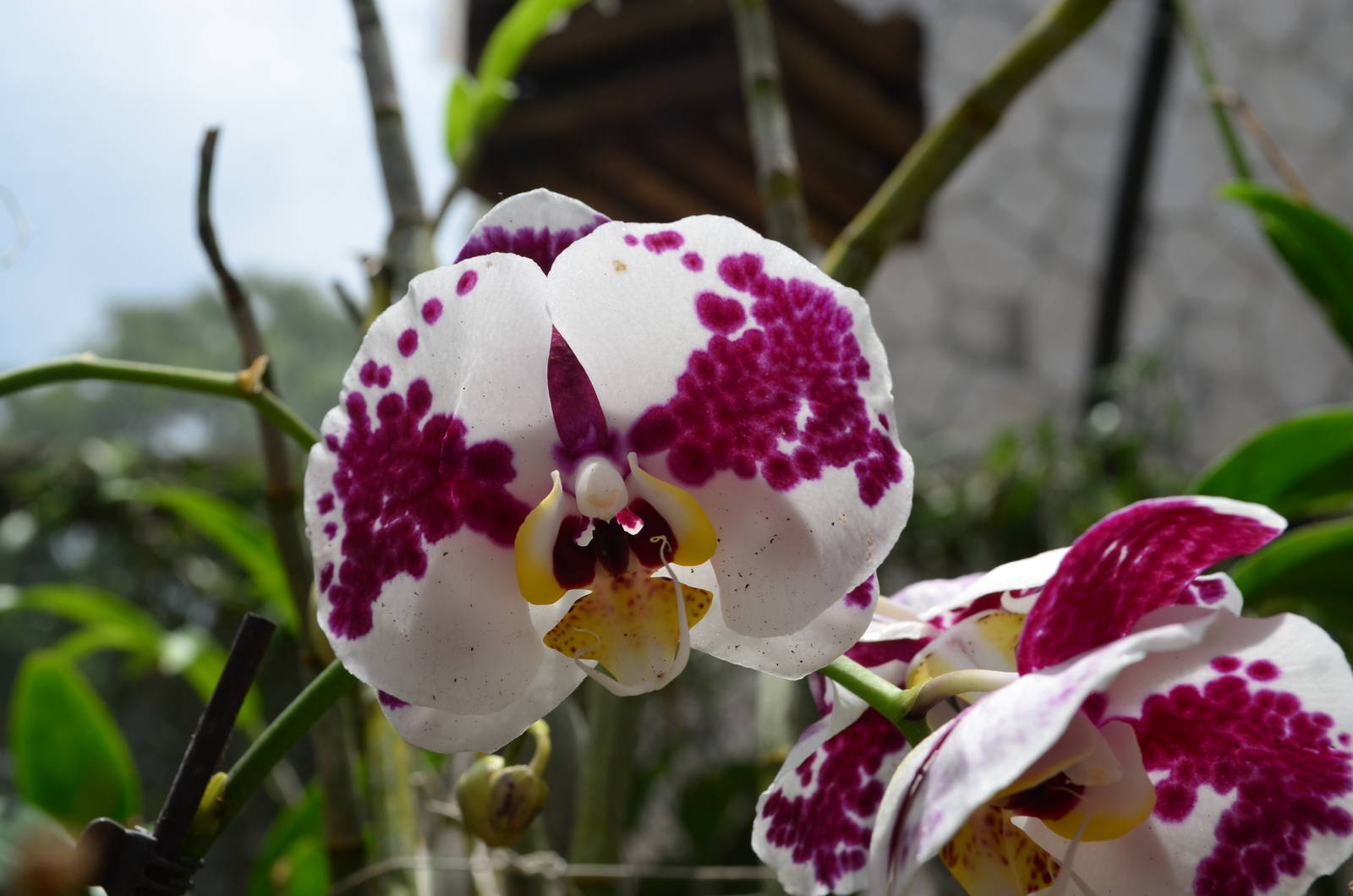 Orchids