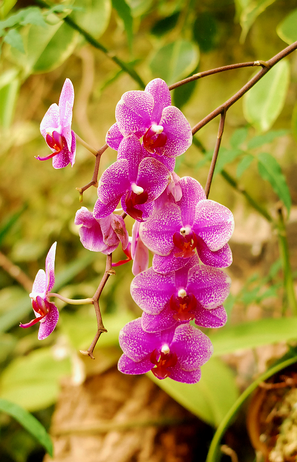 ORCHIDS