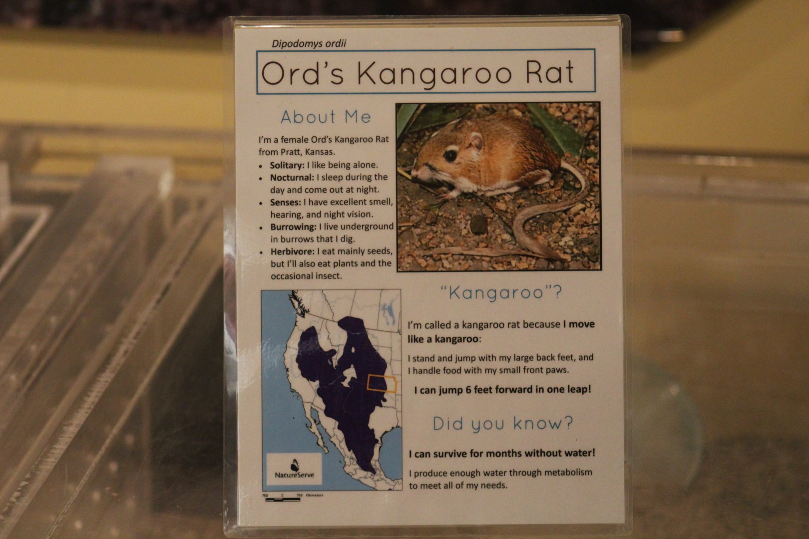 Ord's Kangaroo-Rat Signage