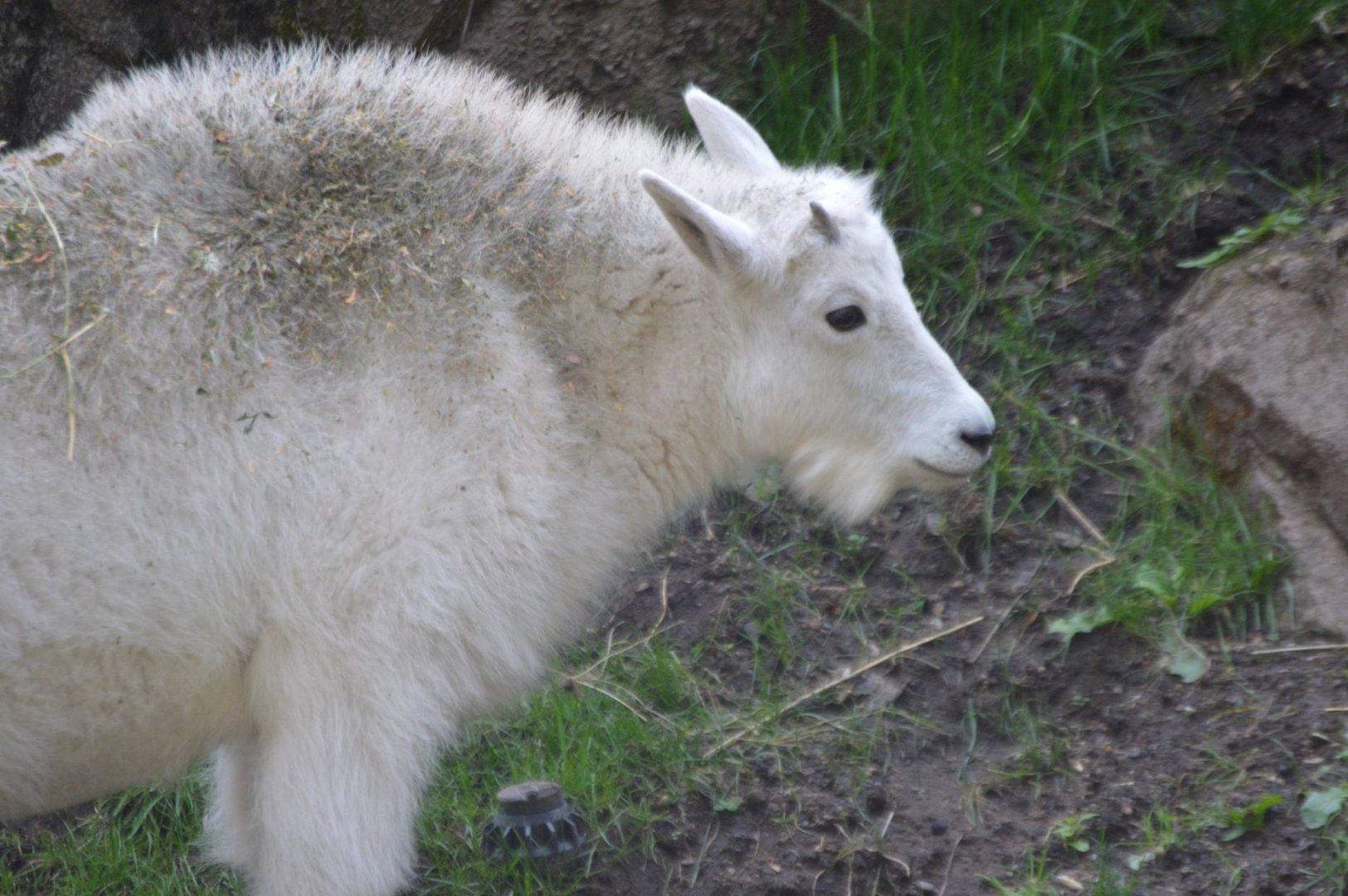 Oreamnos americanus kid
