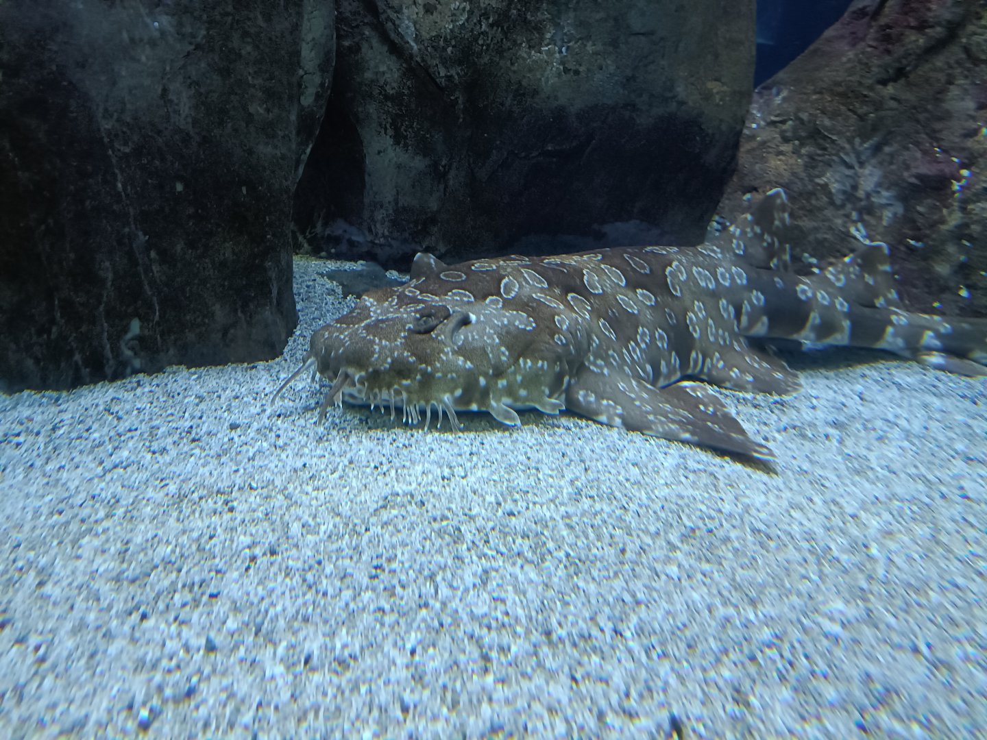 Orectolobus maculatus