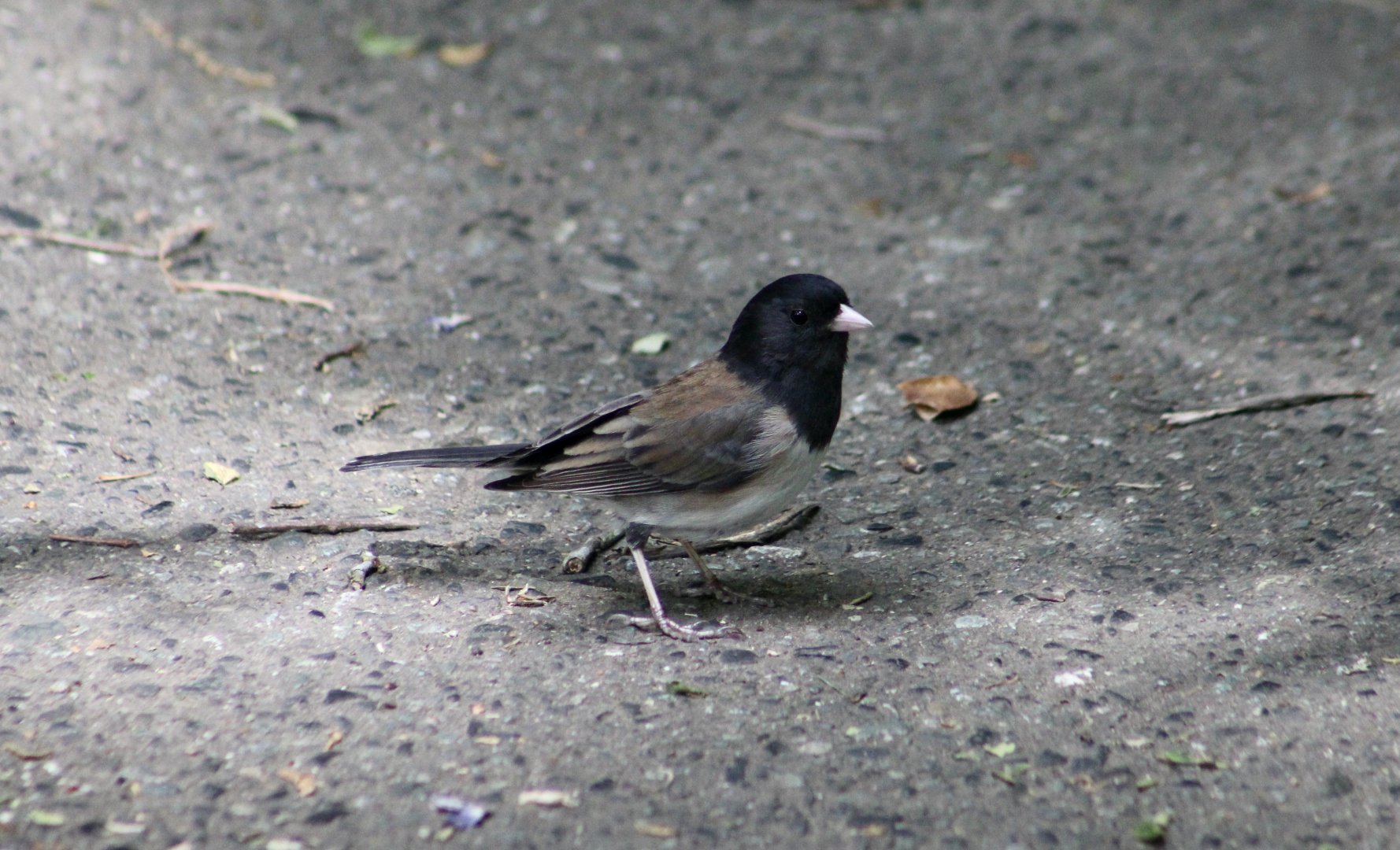 Oregon Junco (Junco hyemalis oreganus) male - wild