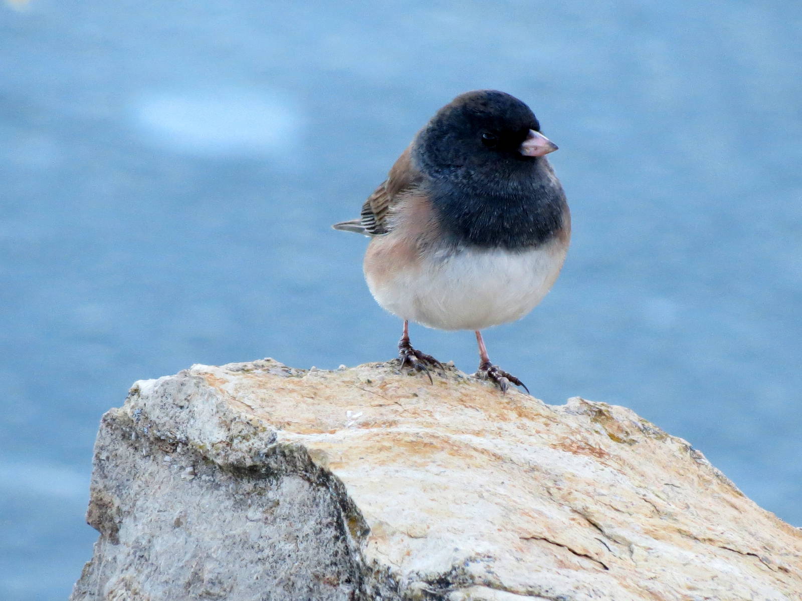 Oregon Junco