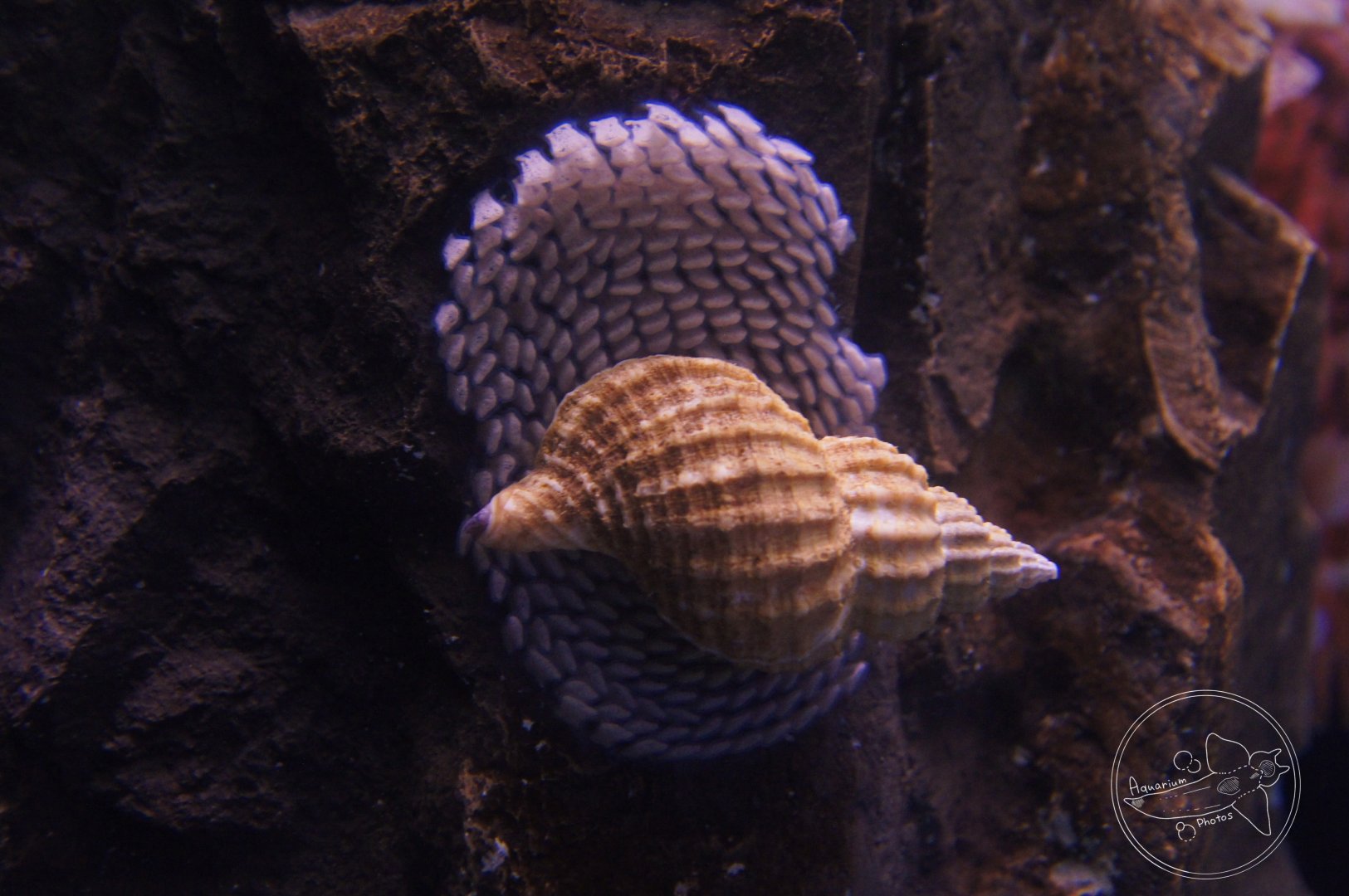 Oregon Triton (Fusitriton oregonensis)