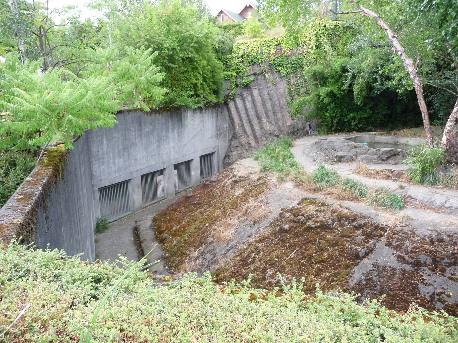 Oregon Zoo - Amur Tiger Exhibit