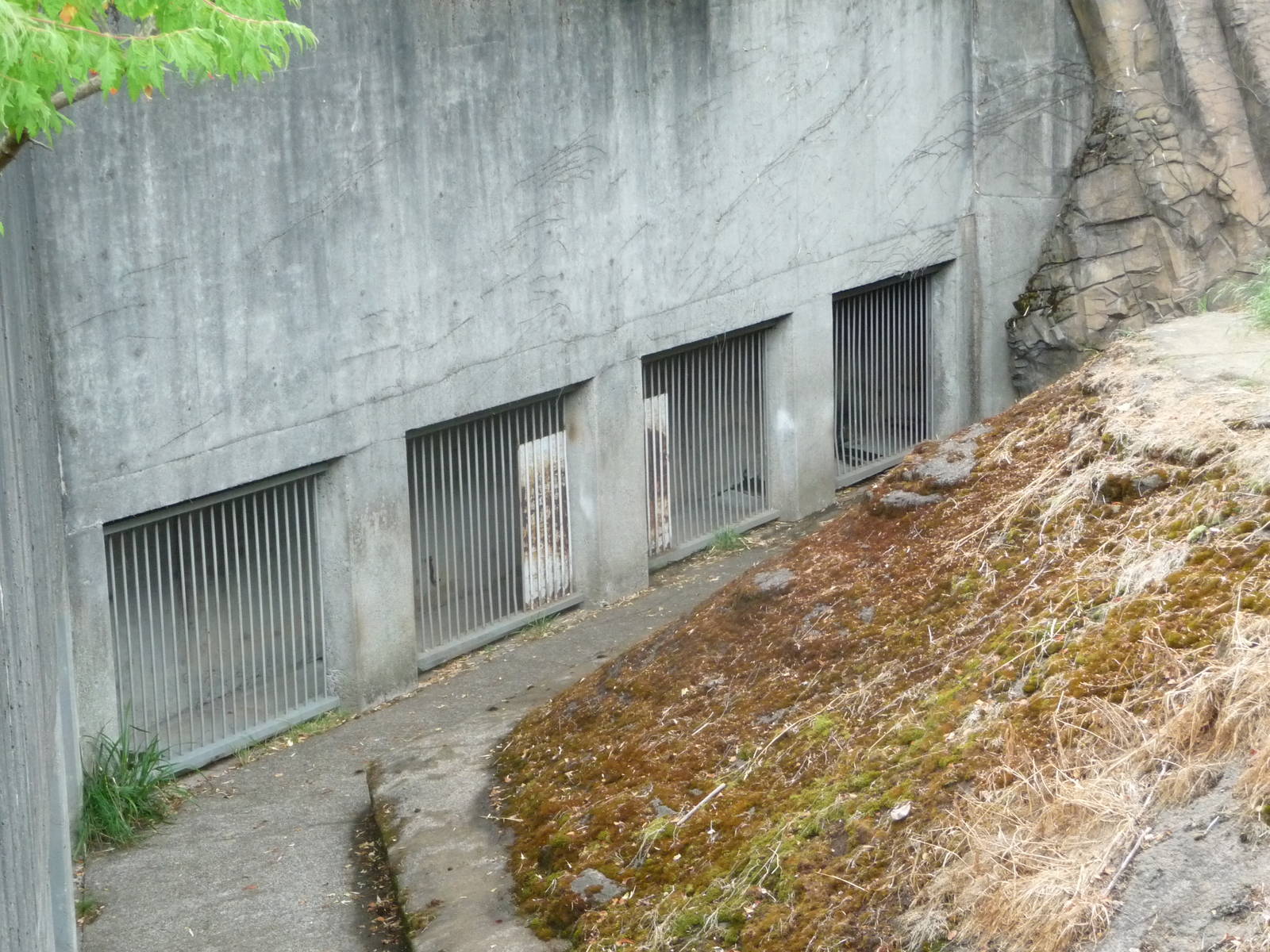 Oregon Zoo - Amur Tiger Exhibit