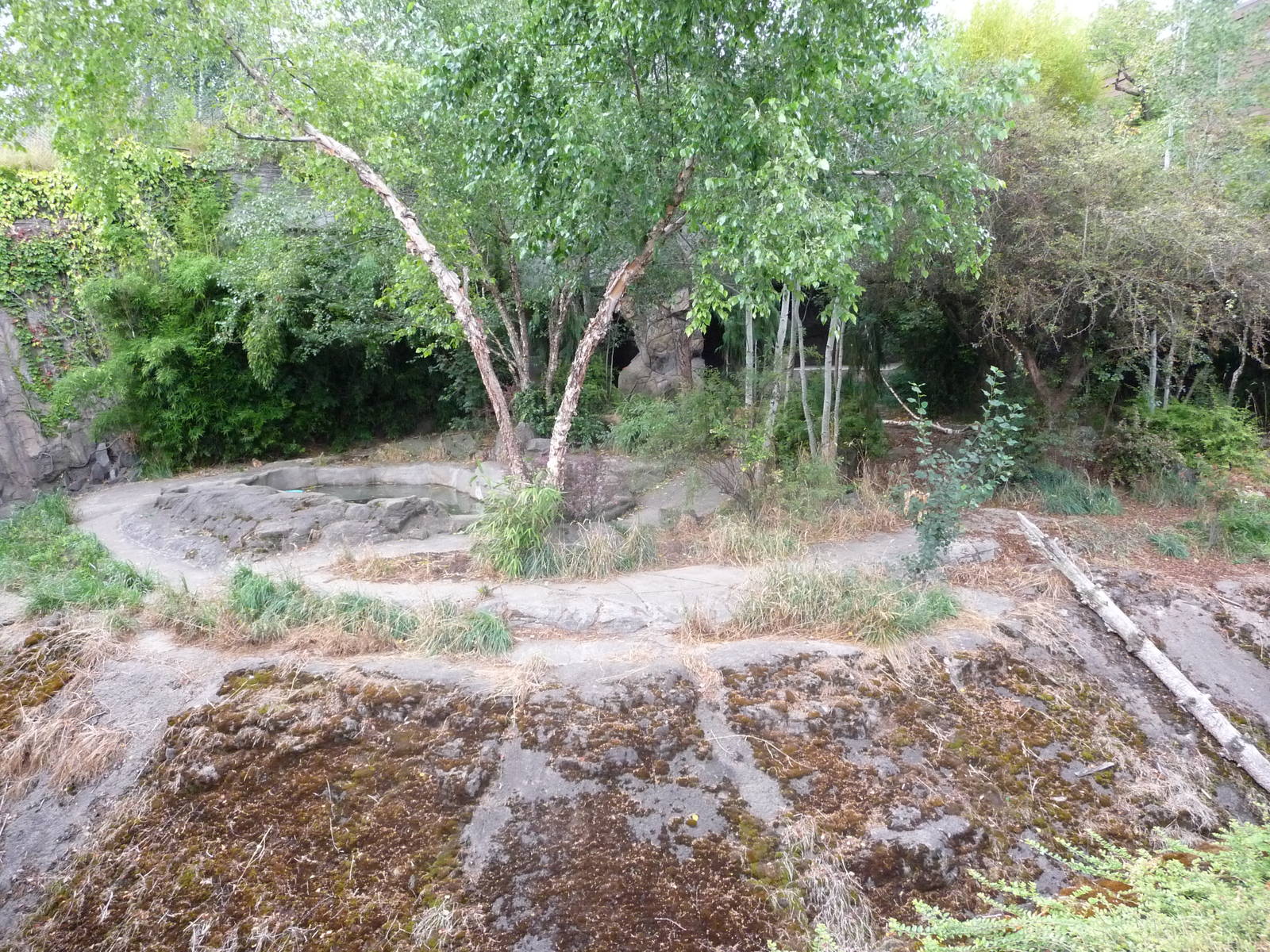 Oregon Zoo - Amur Tiger Grotto