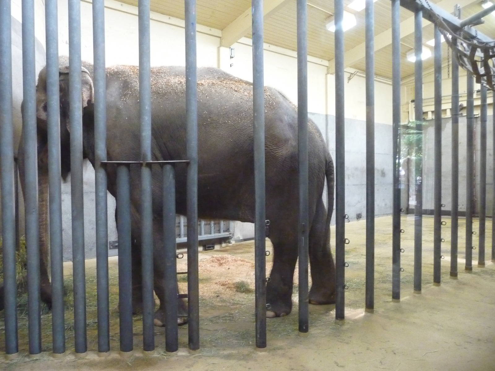 Oregon Zoo - Asian Elephant