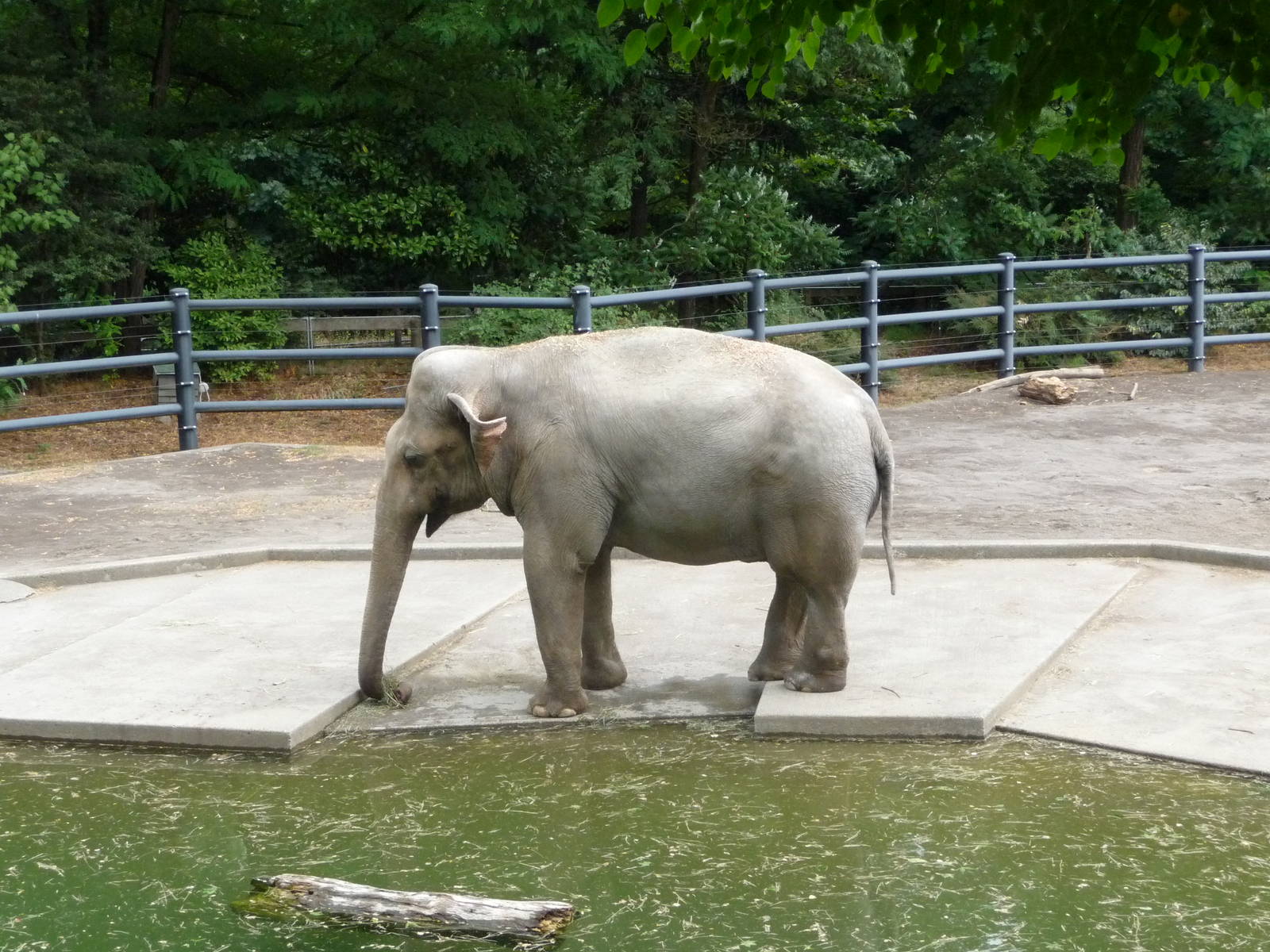 Oregon Zoo - Asian Elephant