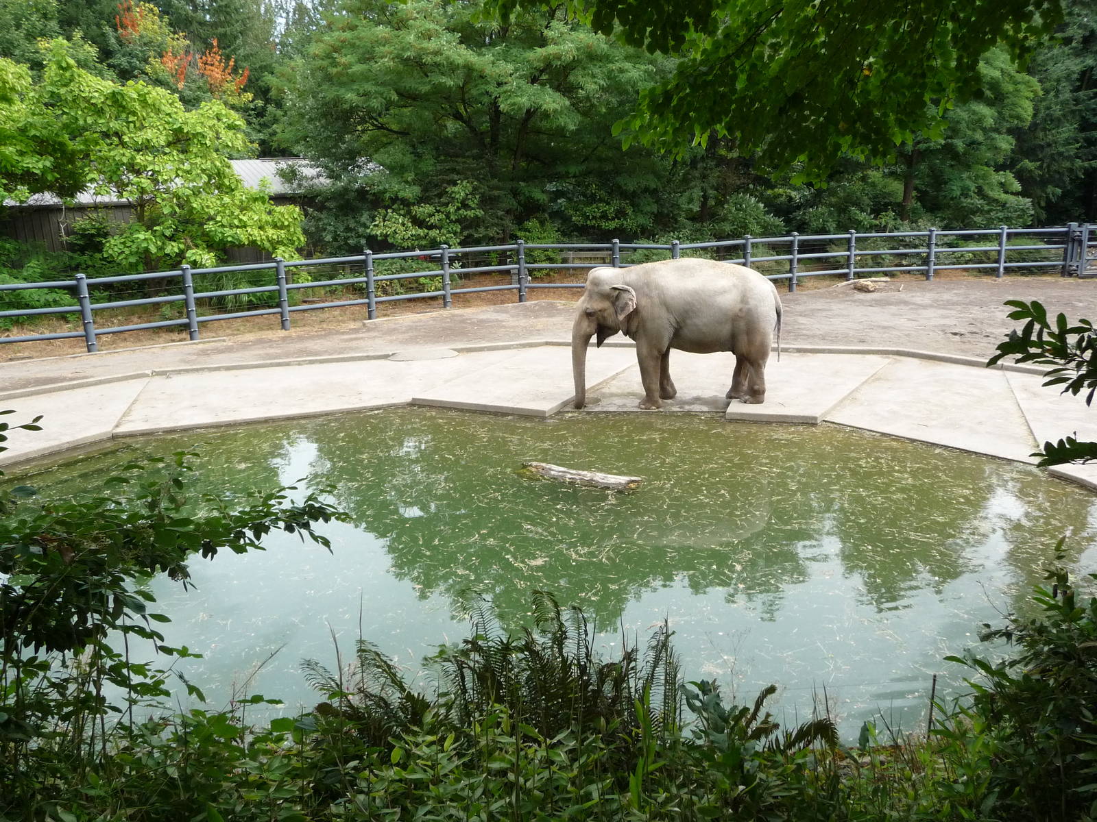 Oregon Zoo - Asian Elephant