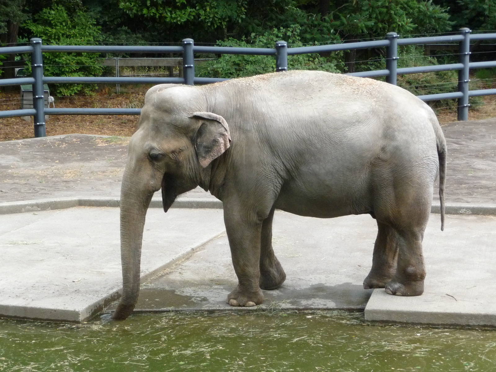 Oregon Zoo - Asian Elephant