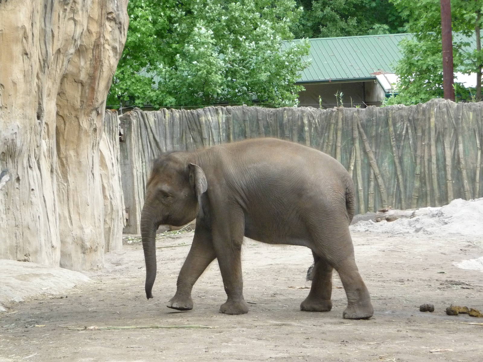 Oregon Zoo - Asian Elephant