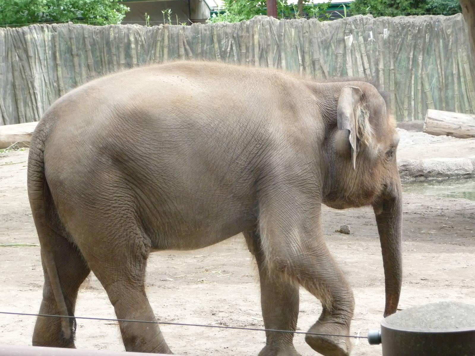 Oregon Zoo - Asian Elephant