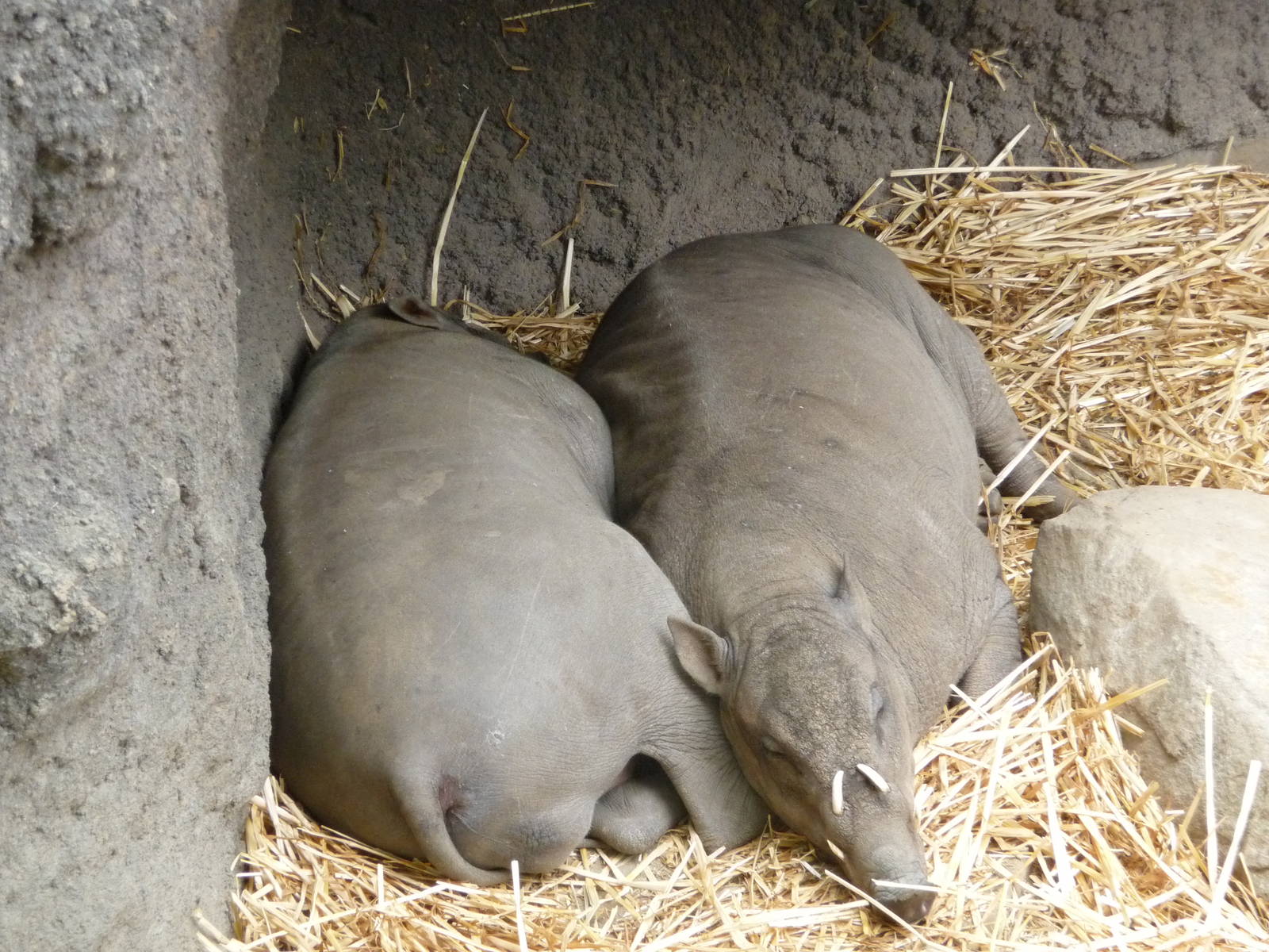 Oregon Zoo - Babirusa