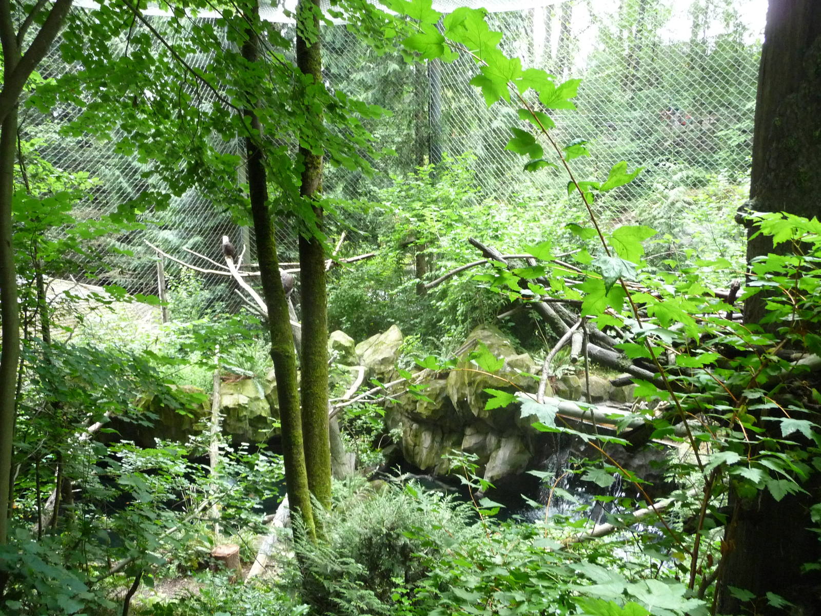 Oregon Zoo - Bald Eagle Exhibit