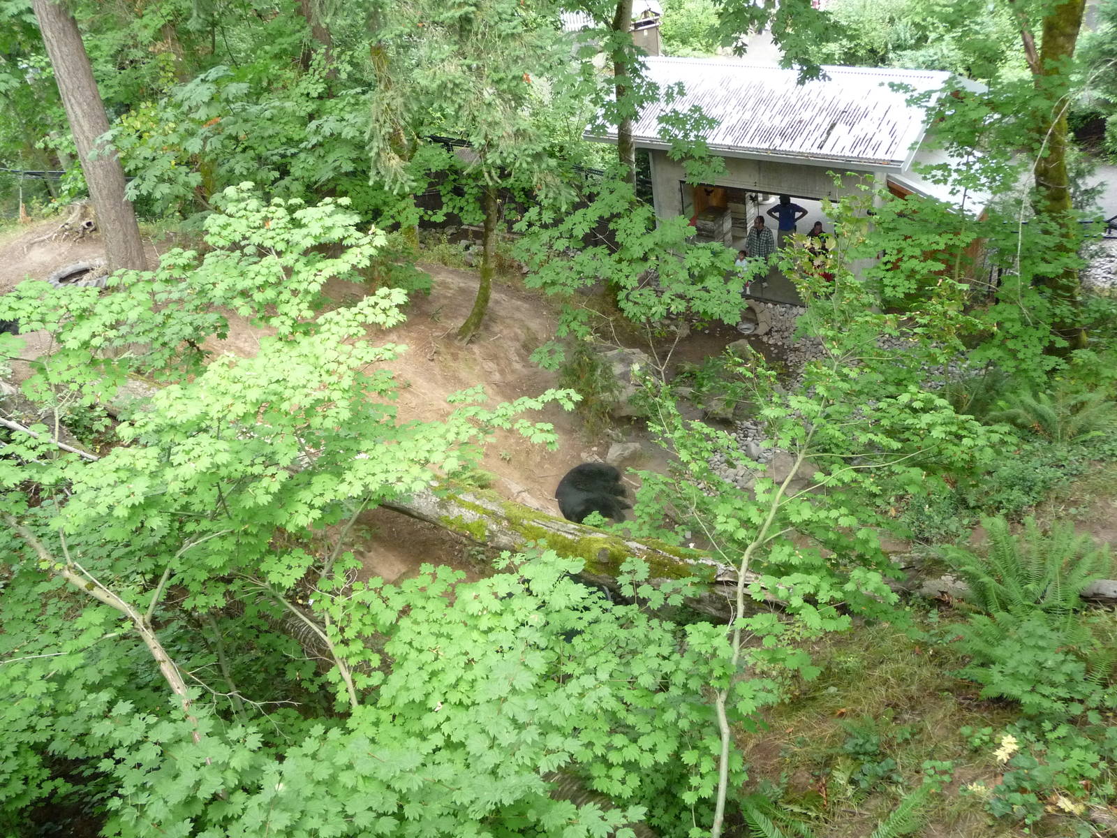 Oregon Zoo - Black Bear Exhibit