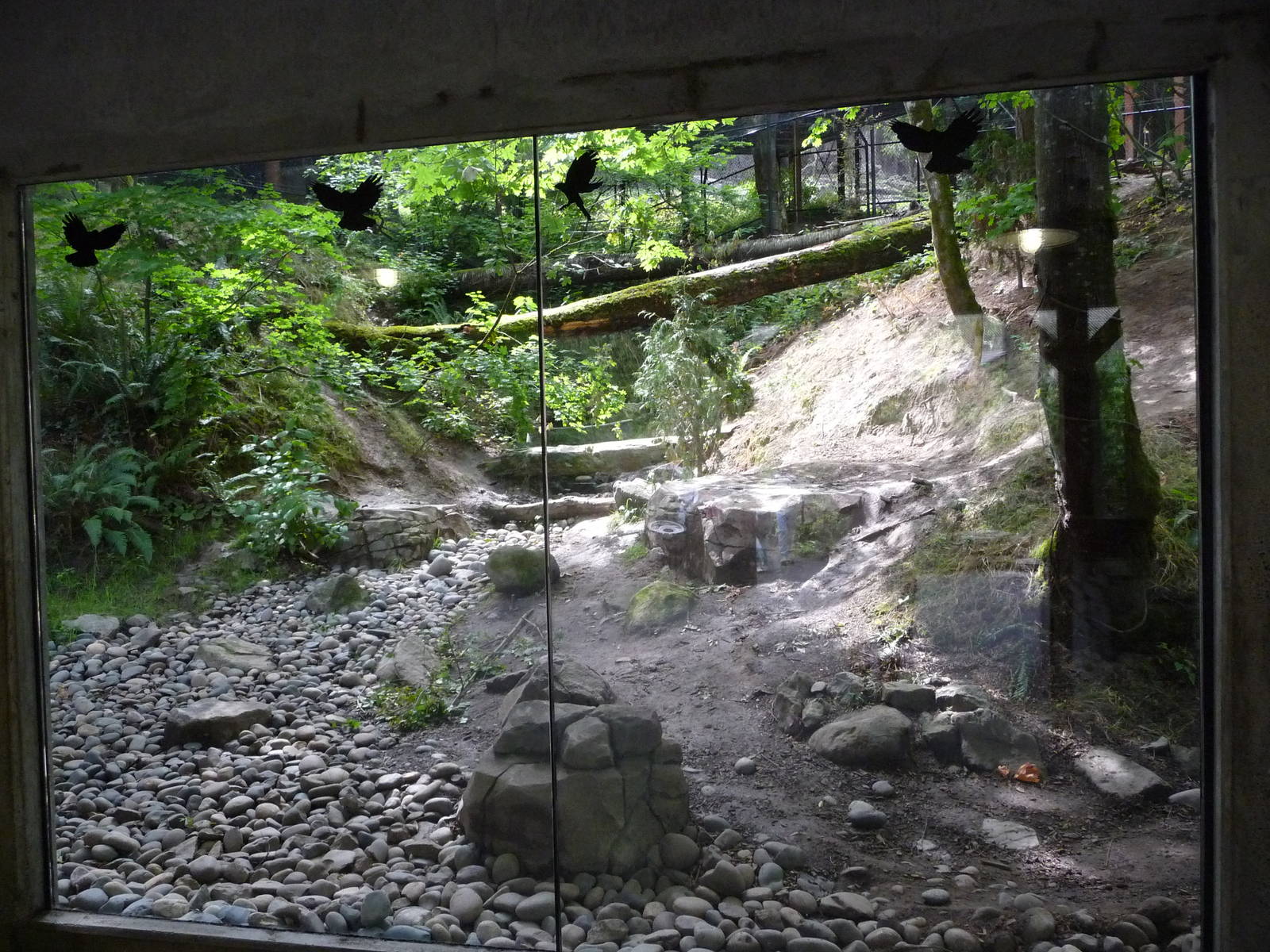Oregon Zoo - Black Bear Viewing Window