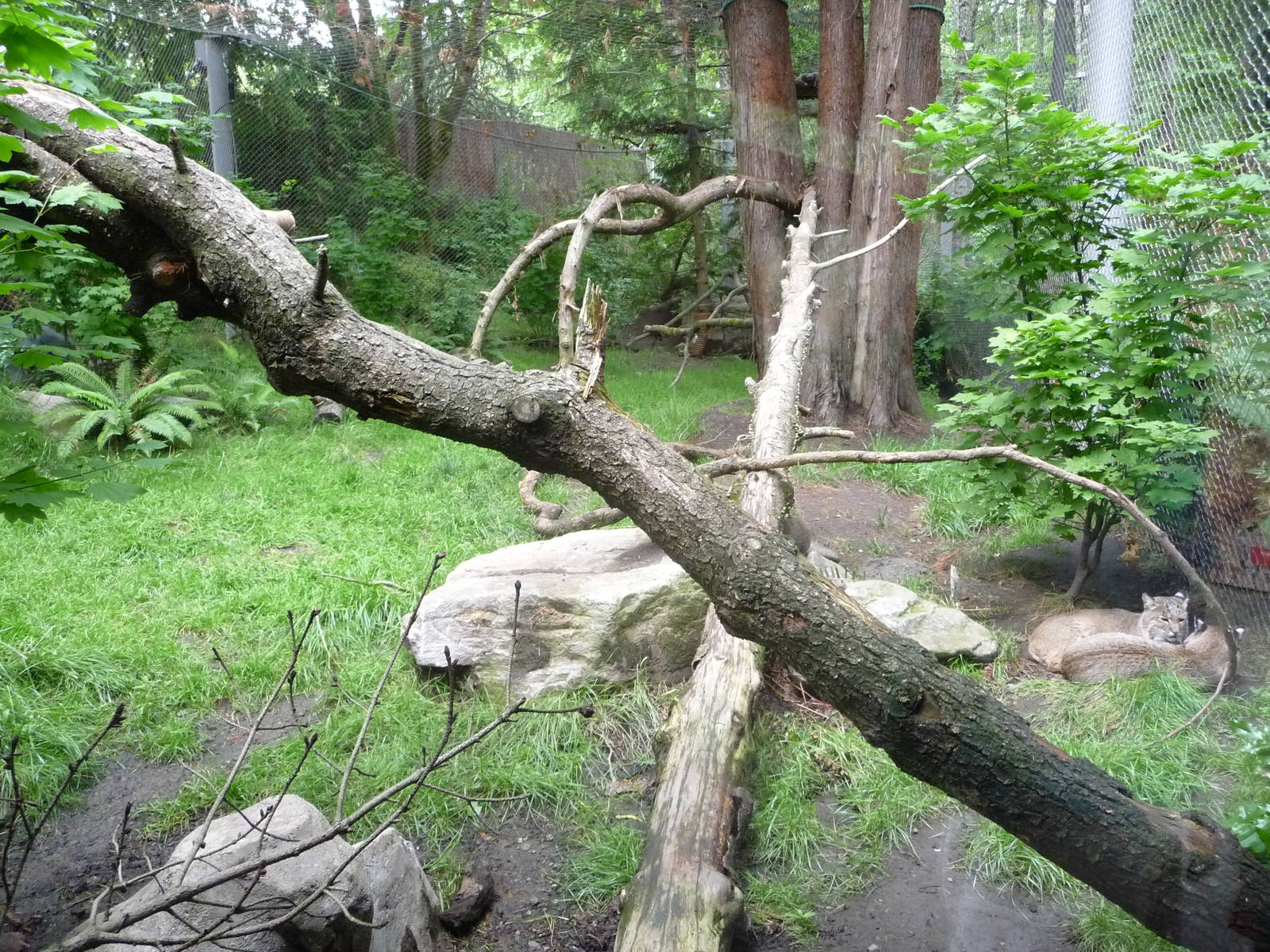 Oregon Zoo - Bobcat Exhibit