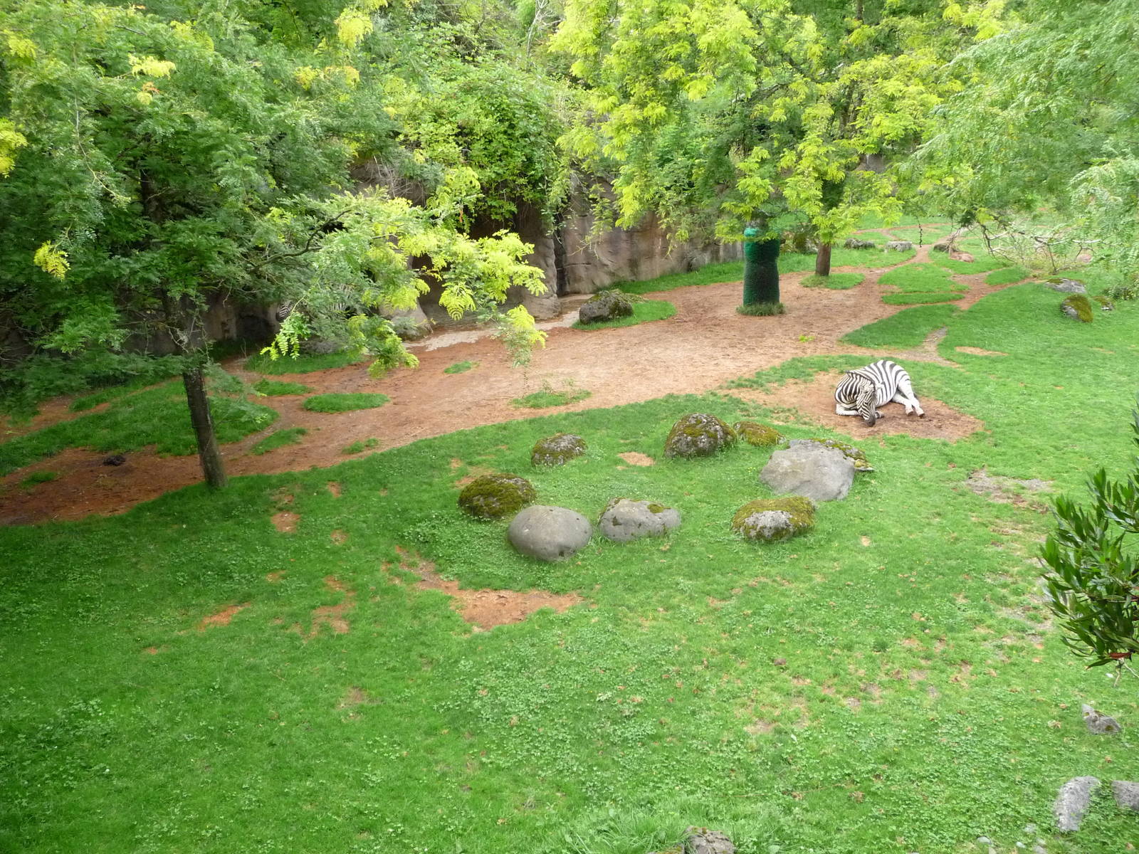 Oregon Zoo - Damara Zebra/Gerenuk Exhibit