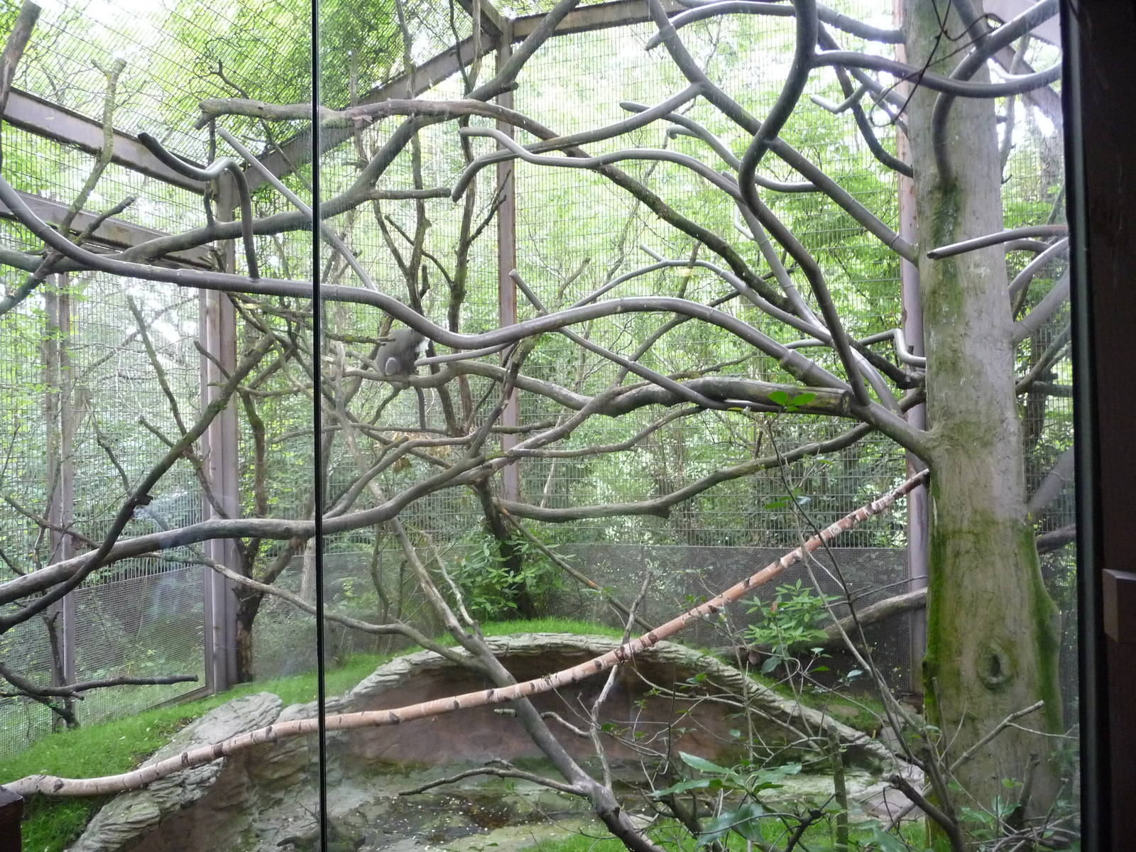 Oregon Zoo - DeBrazza's Guenon Exhibit