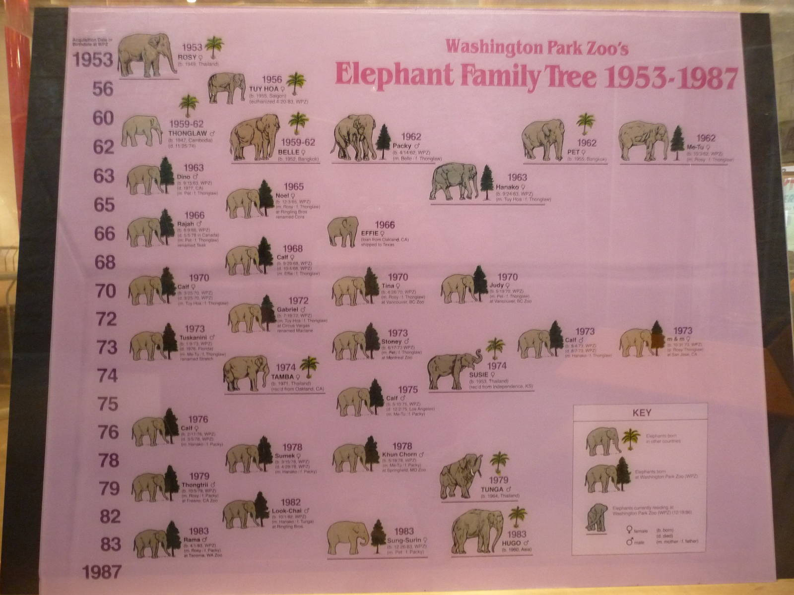 Oregon Zoo - Elephant Family Tree