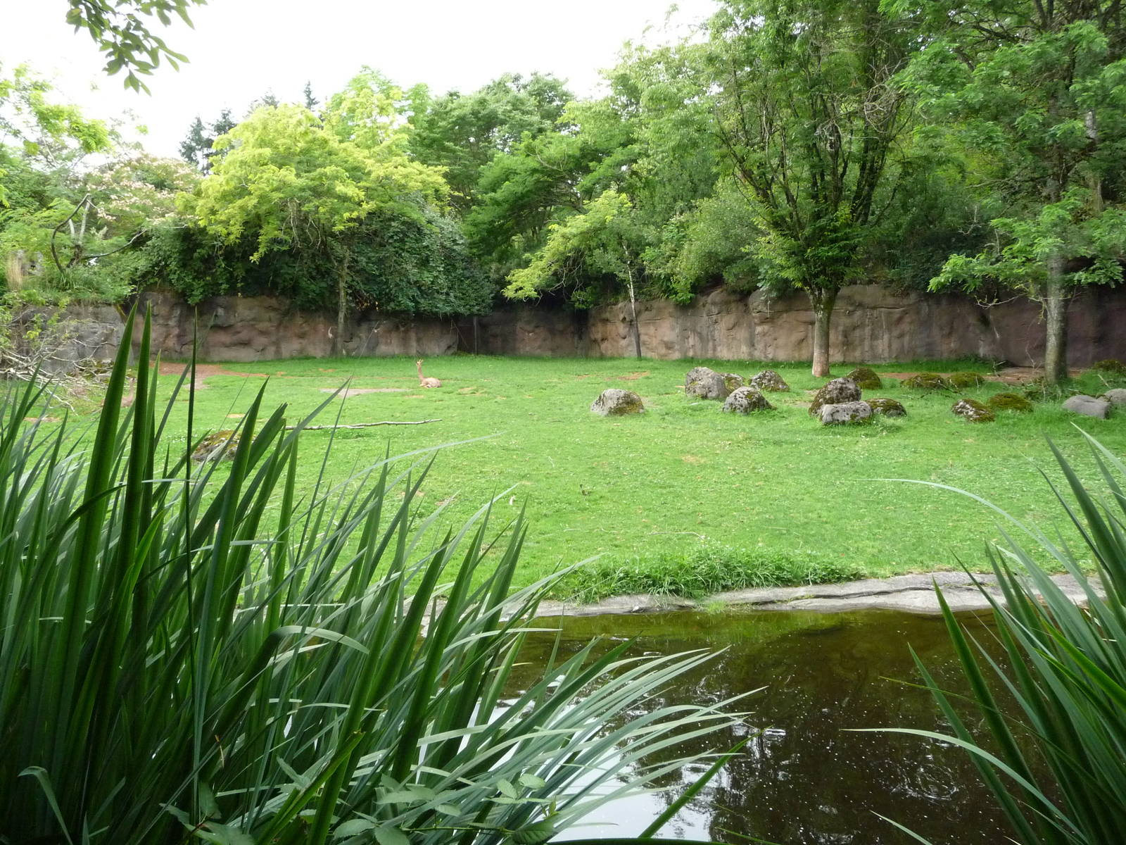 Oregon Zoo - Gerenuk/Damara Zebra Exhibit