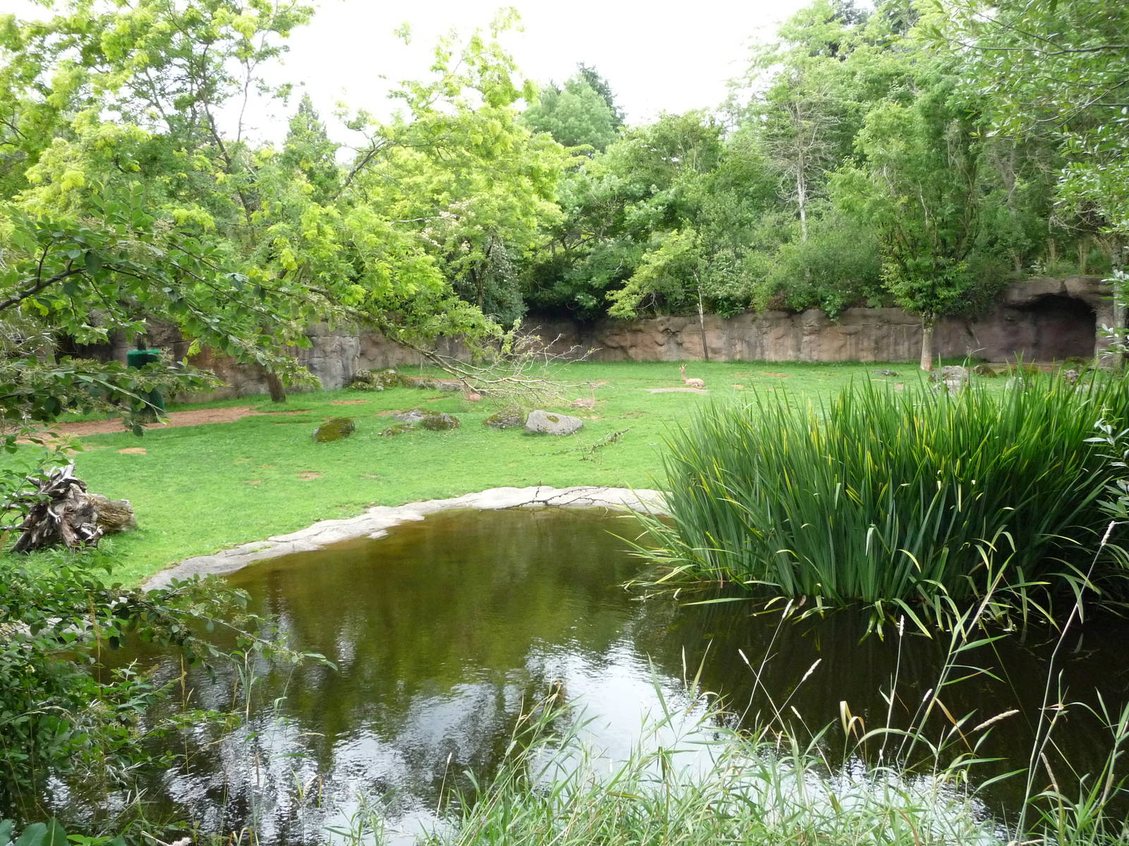 Oregon Zoo - Gerenuk/Damara Zebra Exhibit