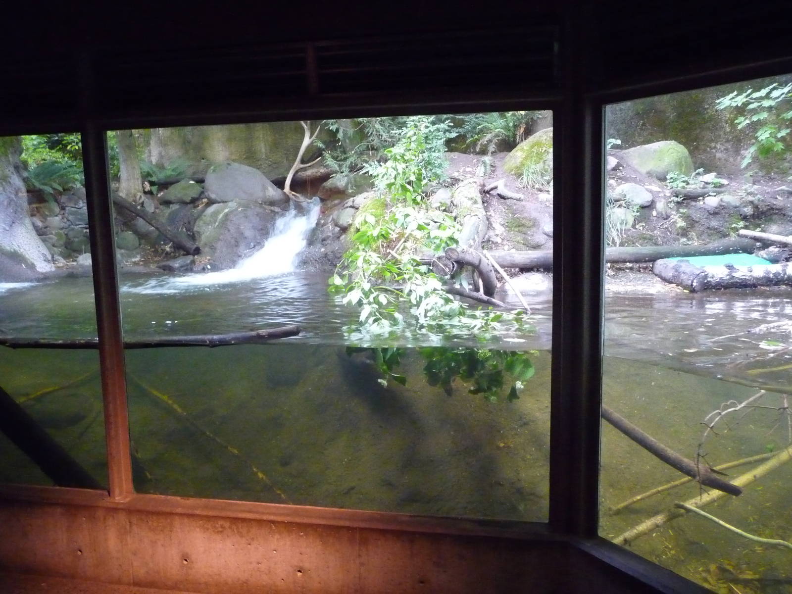 Oregon Zoo - Otter Exhibit