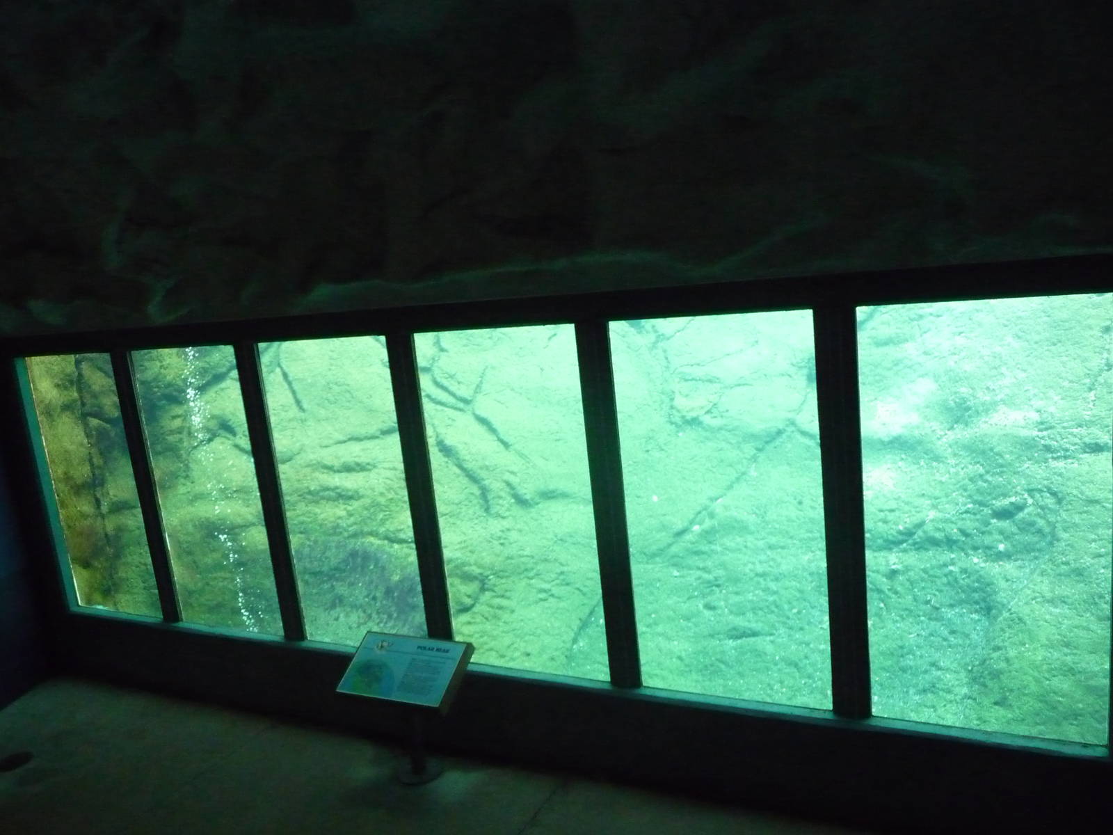 Oregon Zoo - Polar Bear Underwater Viewing