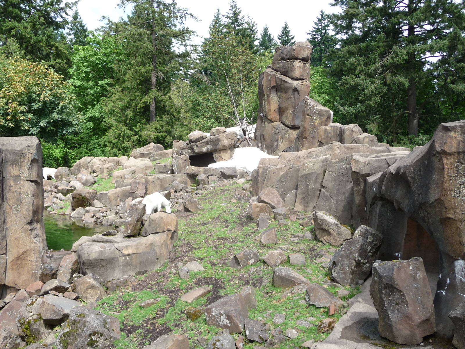 Oregon Zoo - Rocky Mountain Goat Exhibit