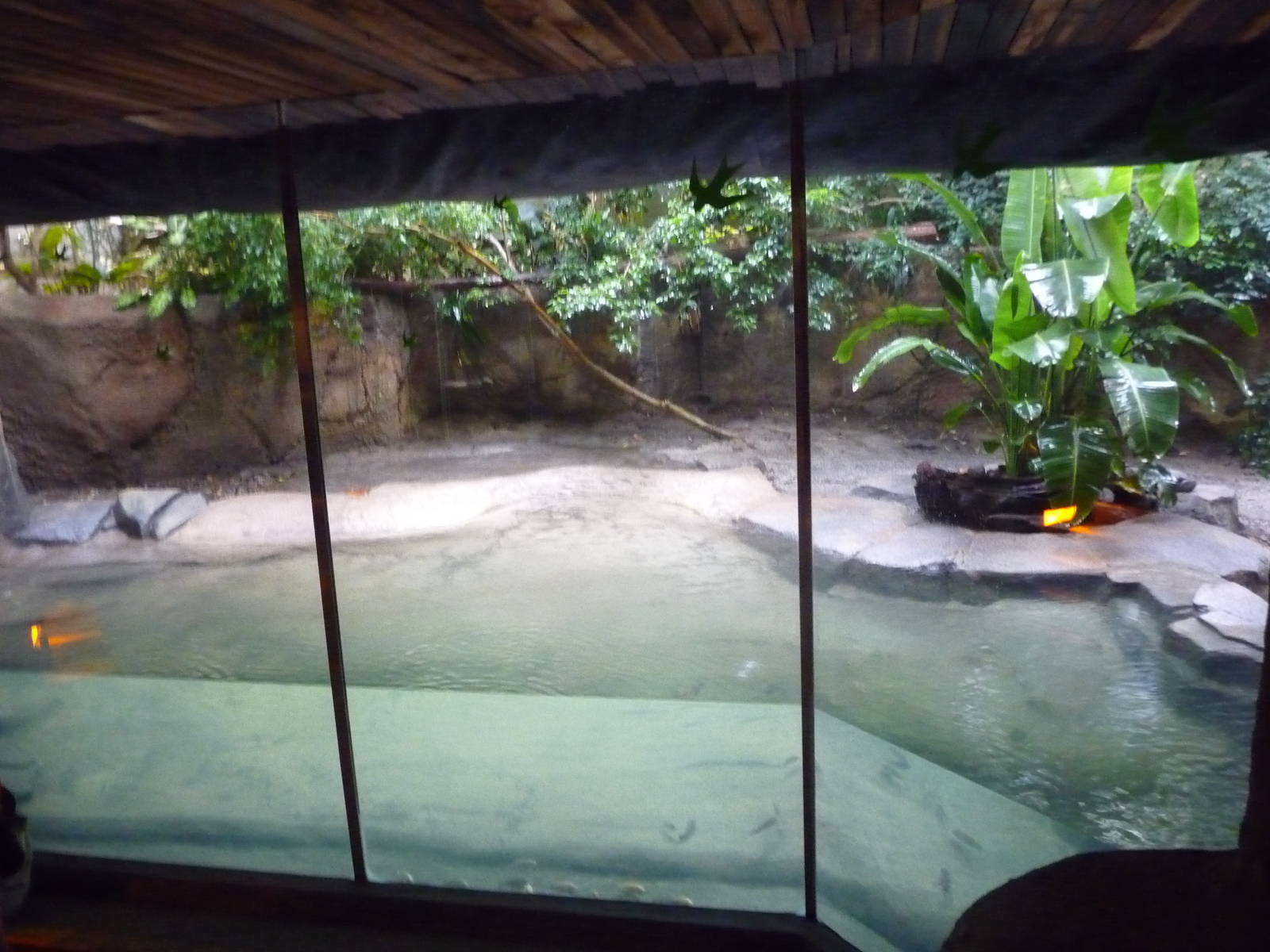 Oregon Zoo - Slender-Snouted Crocodile Exhibit