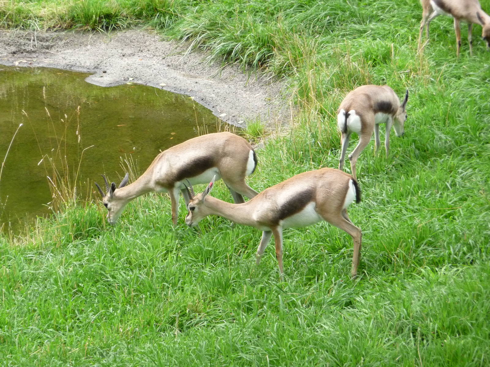 Oregon Zoo - Speke's Gazelles