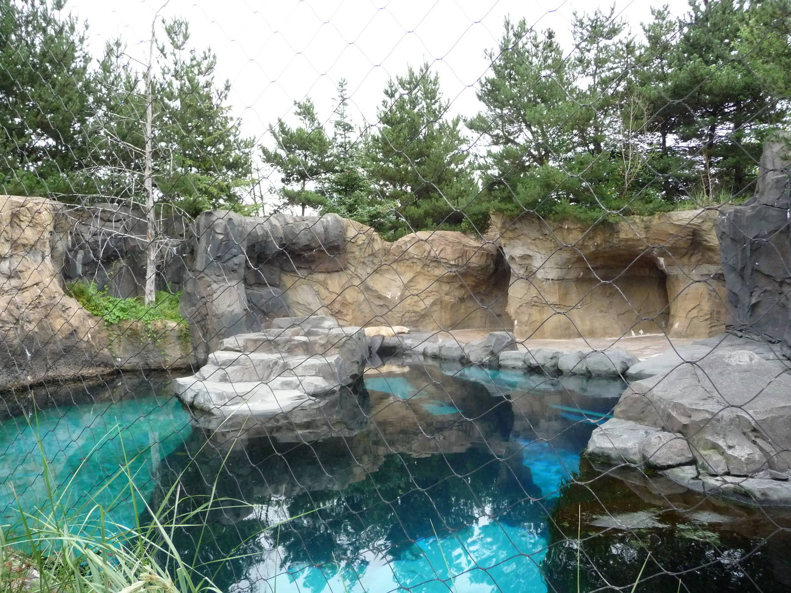 Oregon Zoo - Steller's Sea Lion Exhibit