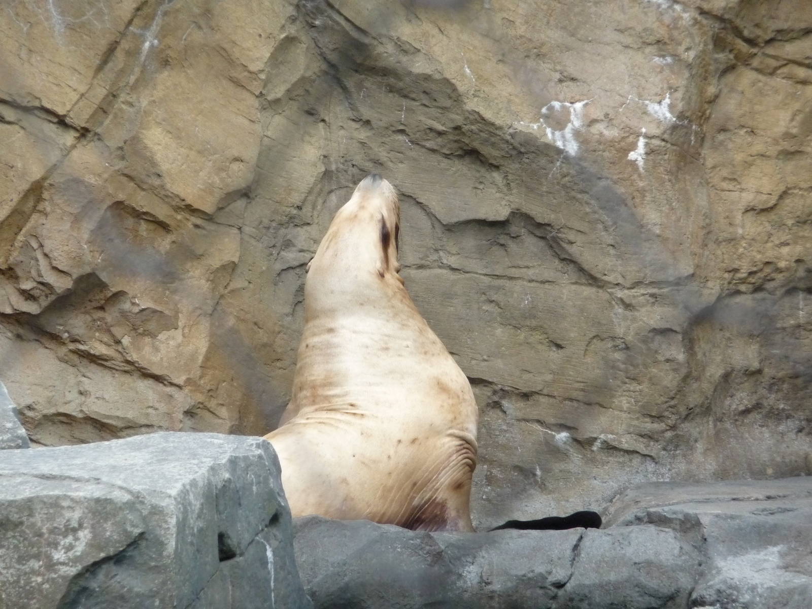Oregon Zoo - Steller's Sea Lion
