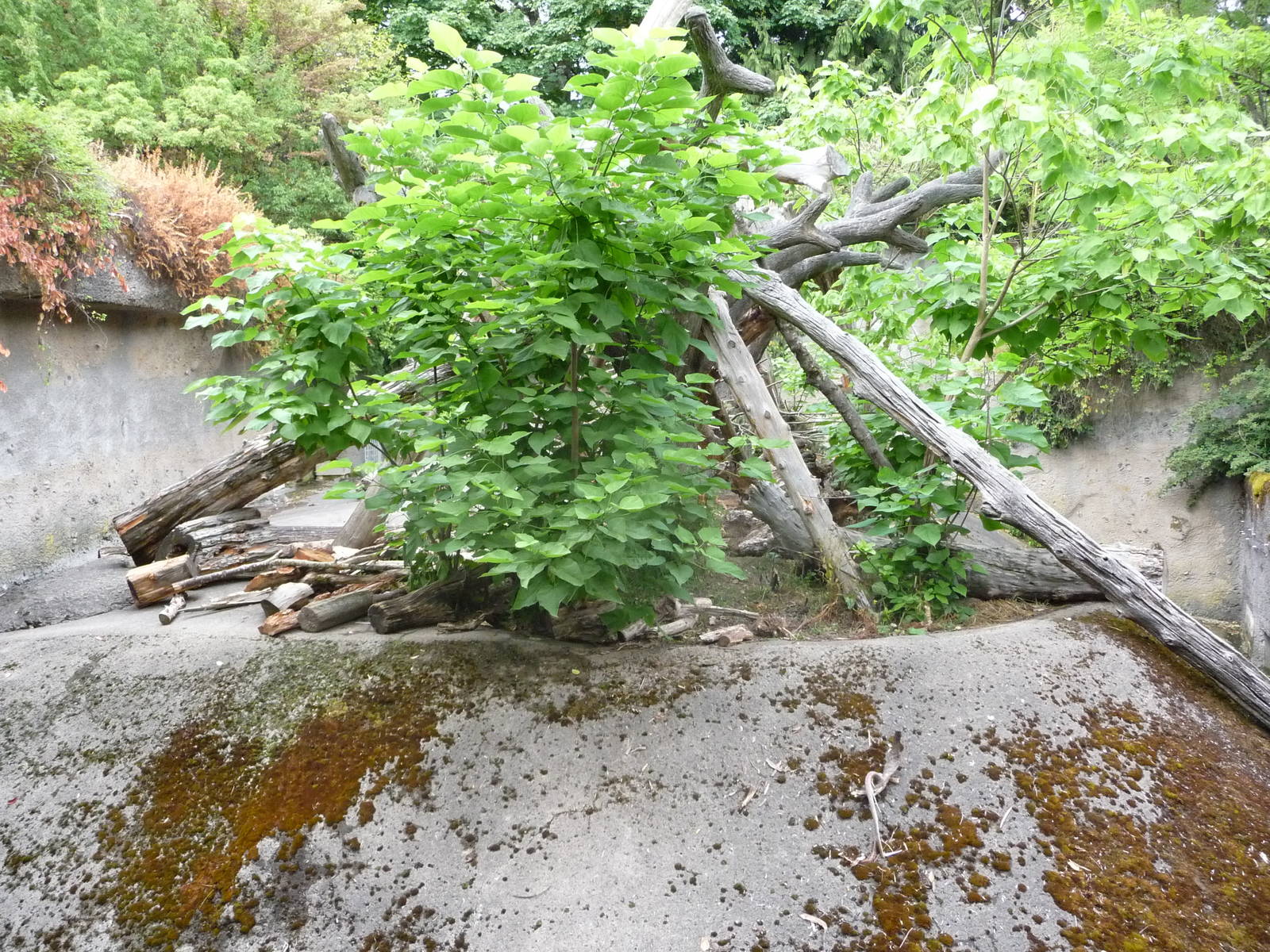 Oregon Zoo - Sun Bear Exhibit