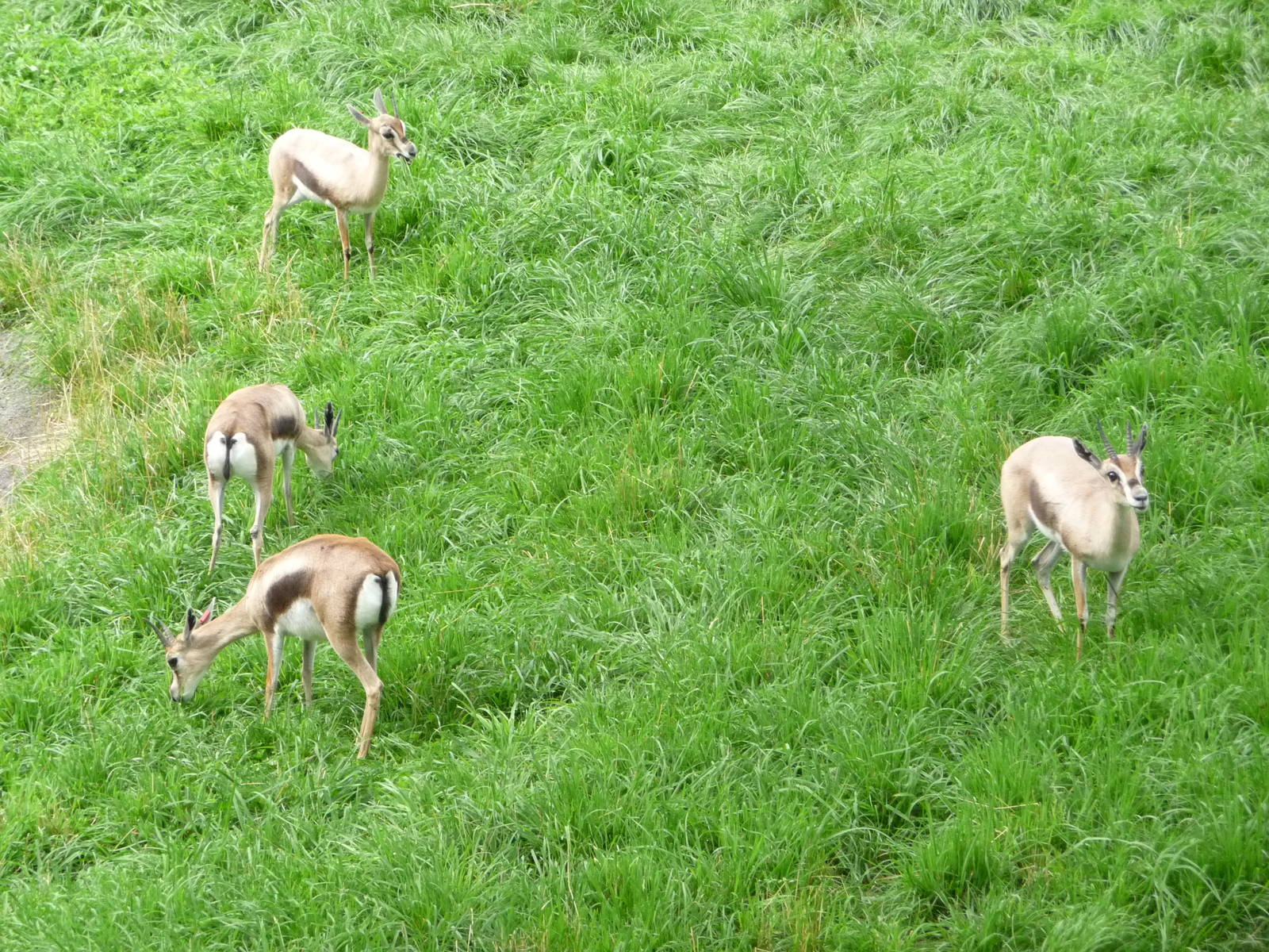 Oregon Zoo - Thompson's Gazelles