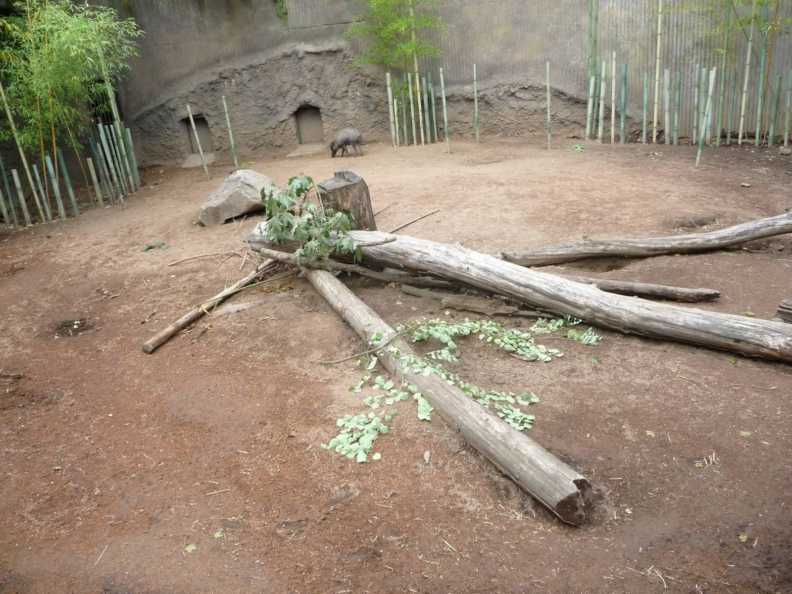 Oregon Zoo - Visayan Warty Pig Exhibit