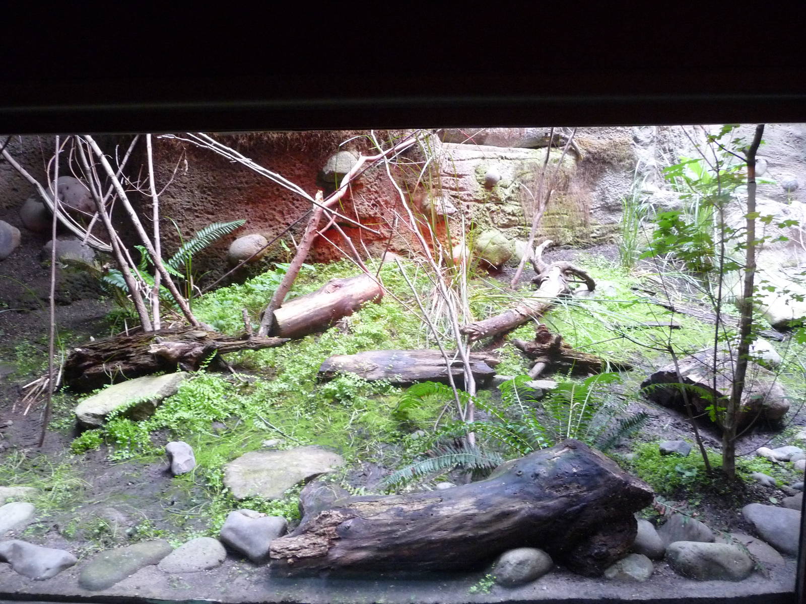 Oregon Zoo - Western Pond Turtle Exhibit