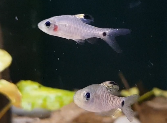 Oreichthys crenuchoides