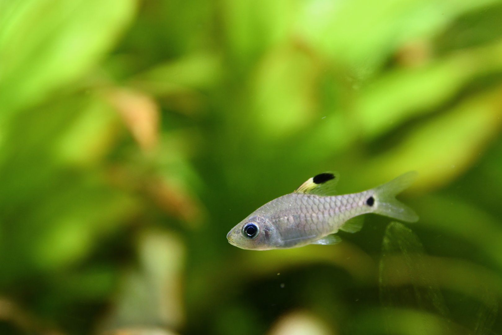 Oreichthys crenuchoides