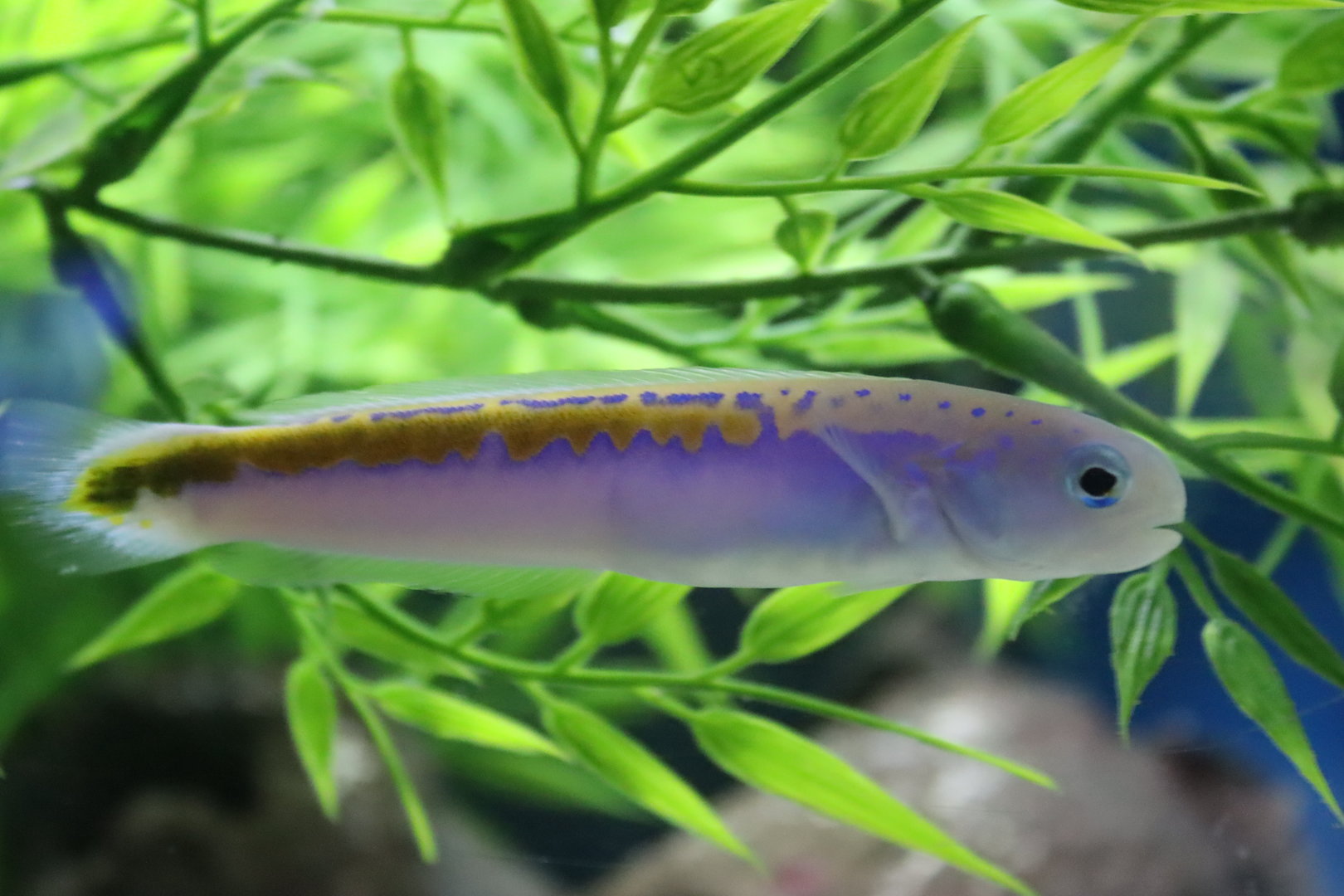 Oreni Tilefish (Hoplolatilus oreni)