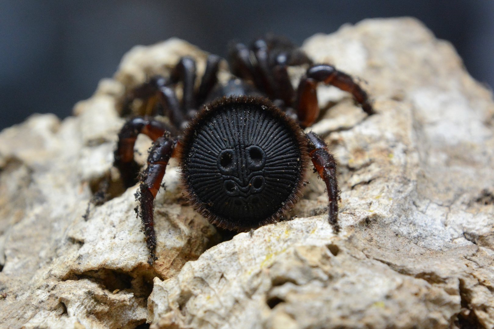 Oreo spider (Cyclocosmia ricketti)