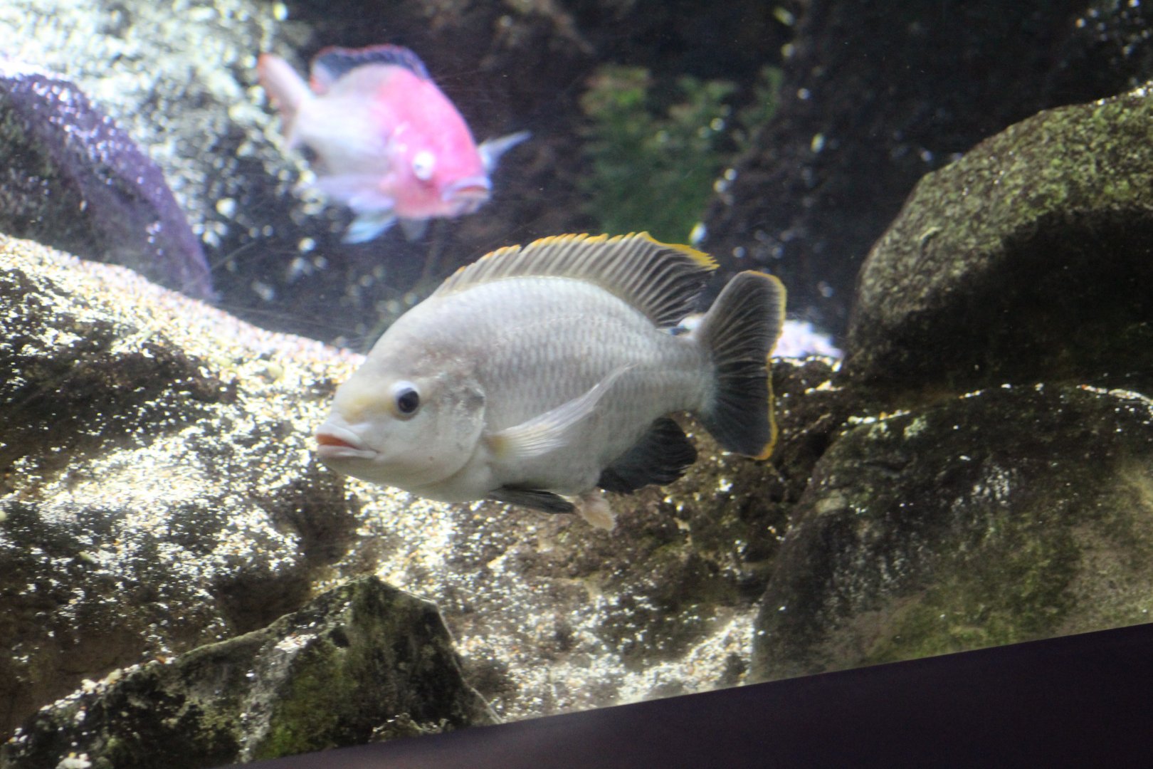 Oreochromis variabilis