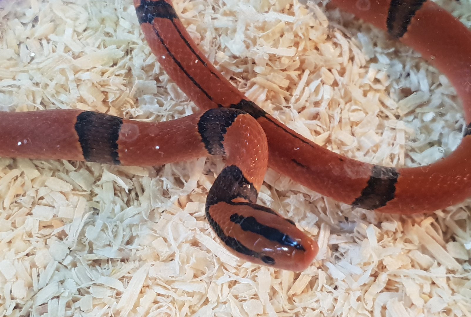 Oreocryptophis porhyraceus pulchra