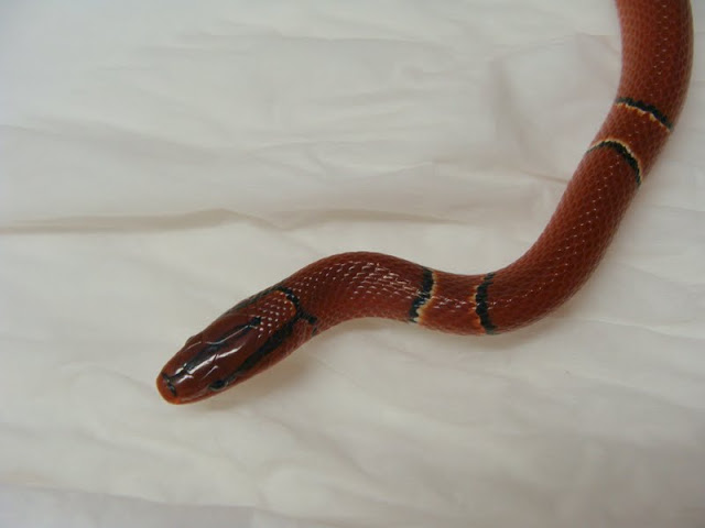 Oreocryptophis porphyraceus coxi (apart from the exhibition)