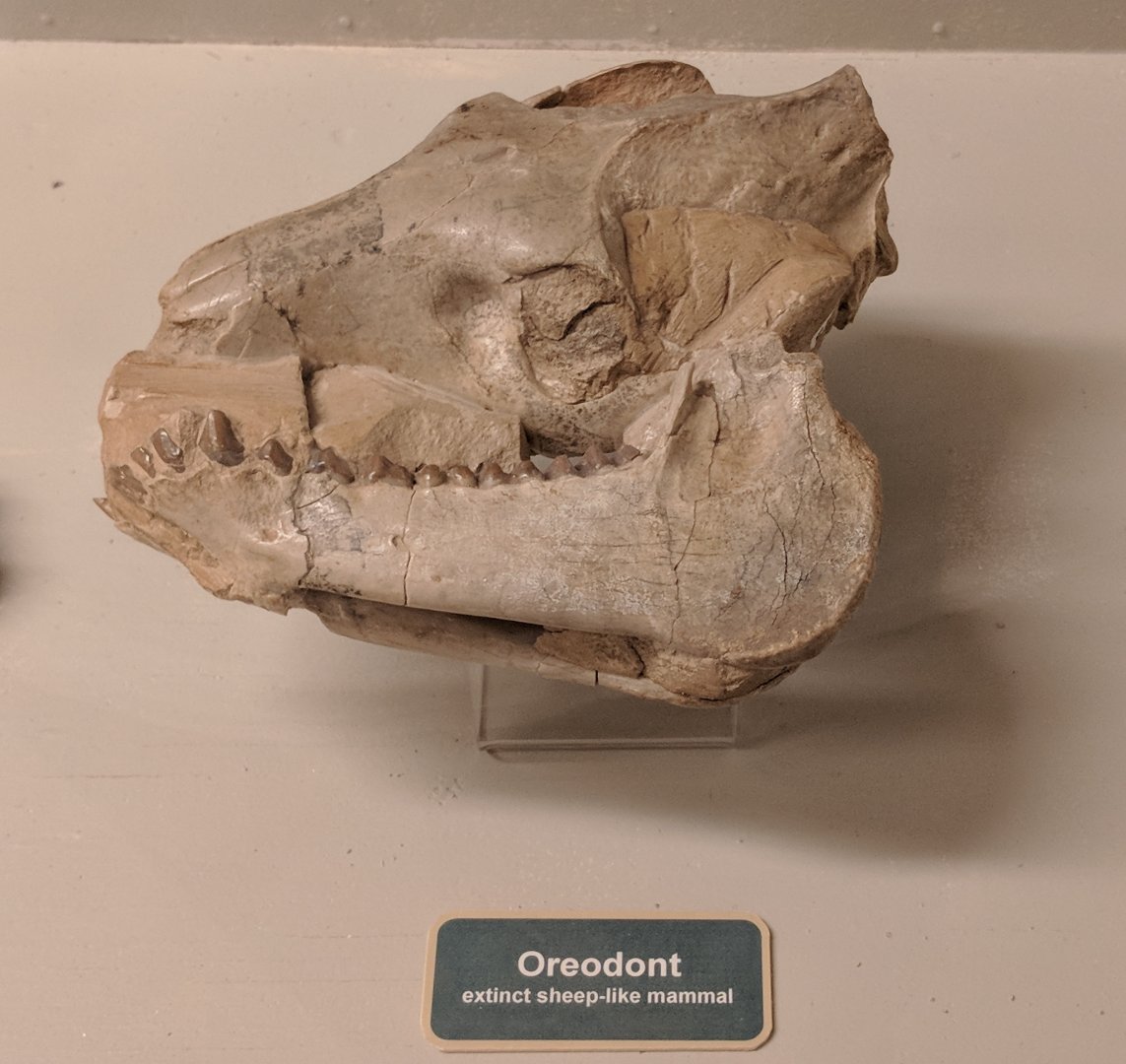 Oreodont skull
