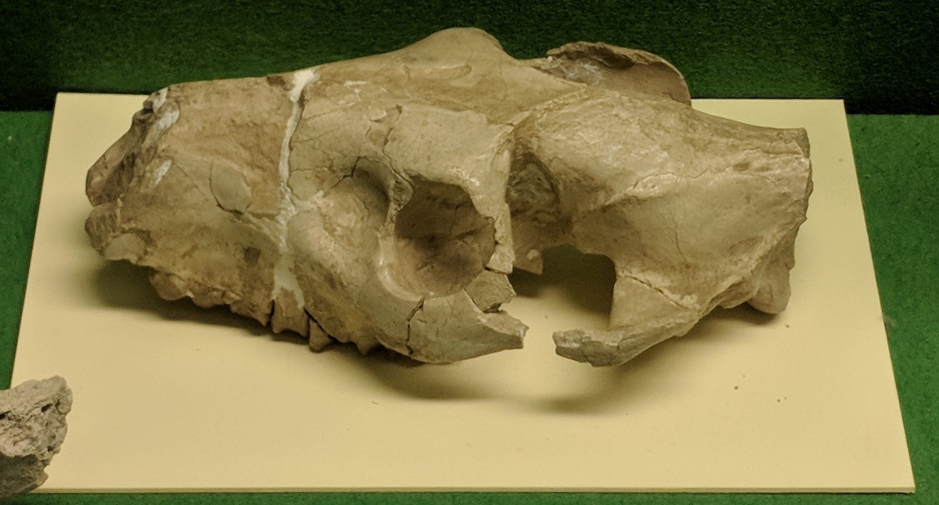 Oreodont skull